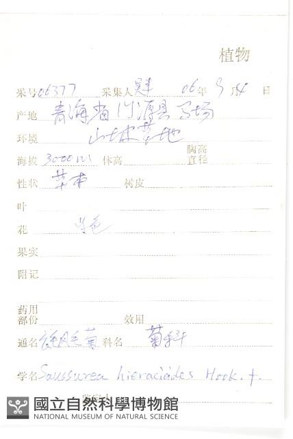 長毛鳳毛菊藏品圖，第2張