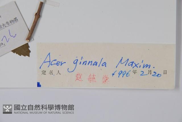 華北茶條槭藏品圖，第2張