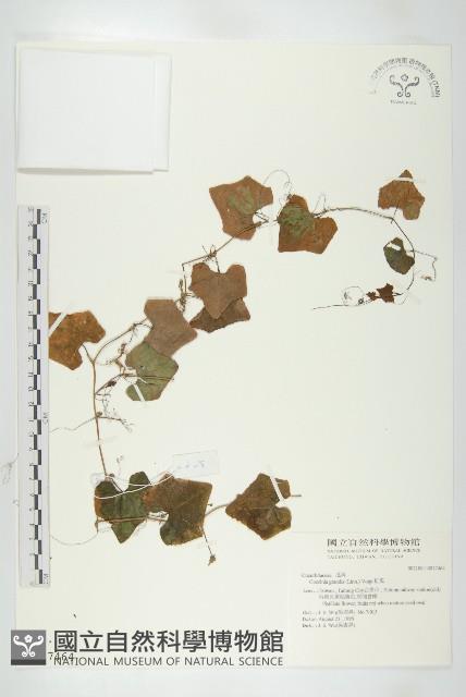 紅瓜藏品圖，第1張