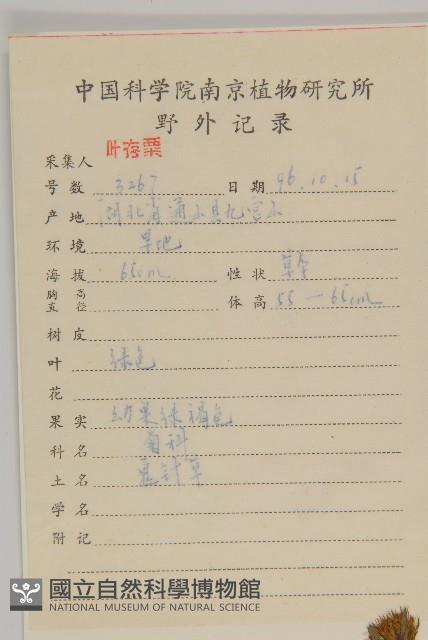 大狼把草藏品圖，第2張