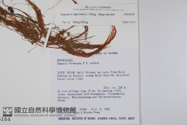 台北秋海棠藏品圖，第2張
