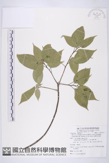 臺灣青莢葉藏品圖，第1張