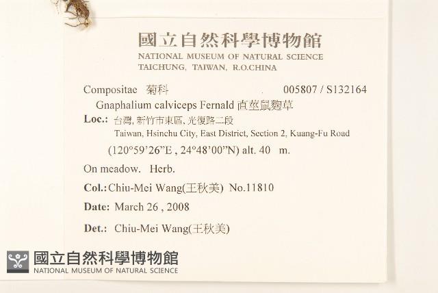 直莖鼠麴草藏品圖，第2張