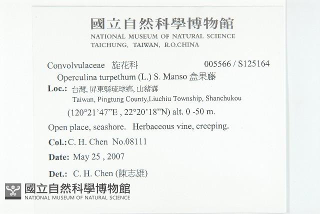 盒果藤藏品圖，第2張