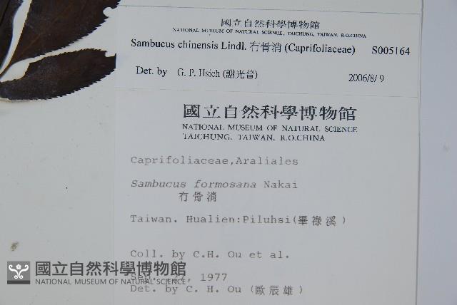 冇骨消藏品圖，第2張