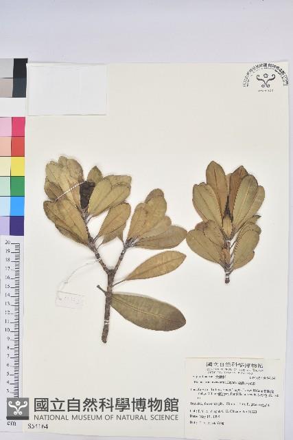 蘭嶼土沉香藏品圖，第1張