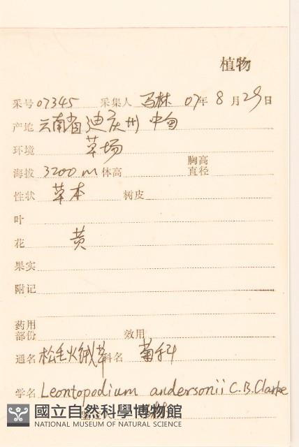 松毛火絨草藏品圖，第2張