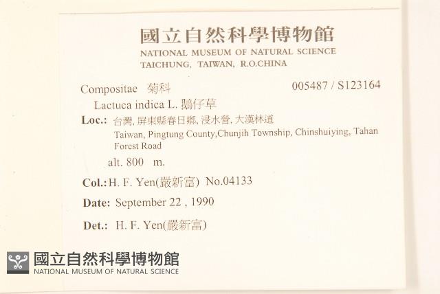 鵝仔草藏品圖，第2張