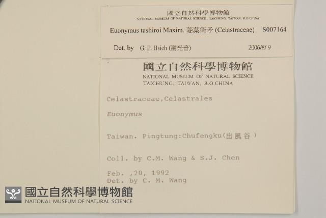 菱葉衛矛藏品圖，第2張