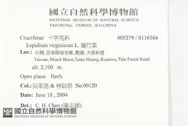 獨行菜藏品圖，第2張