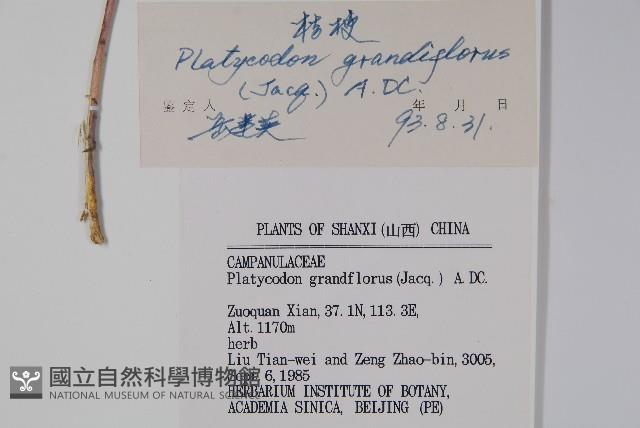 桔梗藏品圖，第2張