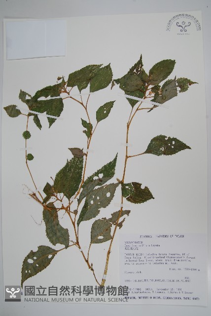 紫花鳳仙花藏品圖，第1張