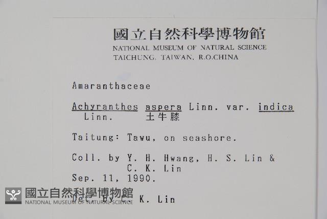 印度牛膝、土牛藤藏品圖，第2張