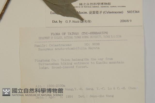 菱葉衛矛藏品圖，第2張