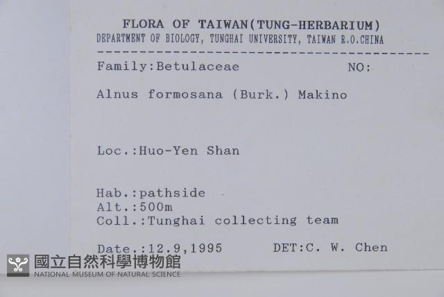 臺灣赤楊、臺灣榿木藏品圖，第2張