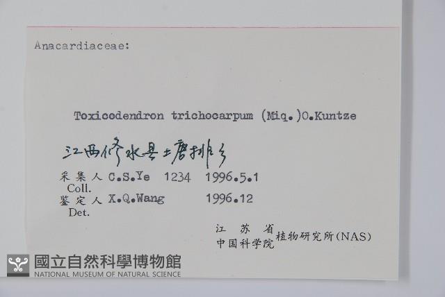 毛漆樹藏品圖，第2張