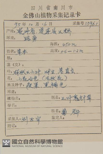 白花鬼針藏品圖，第2張