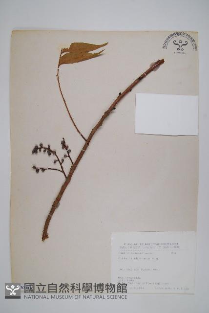 黃連木、爛心木藏品圖，第1張