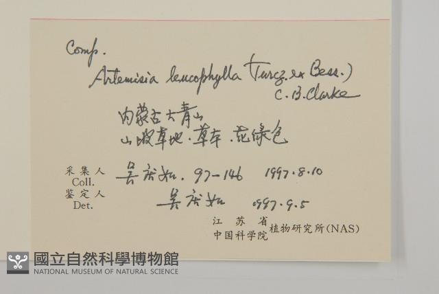 白葉蒿藏品圖，第2張