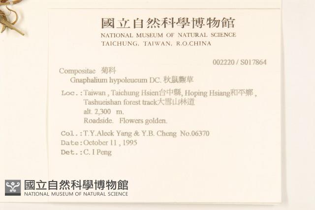 秋鼠麴草藏品圖，第2張