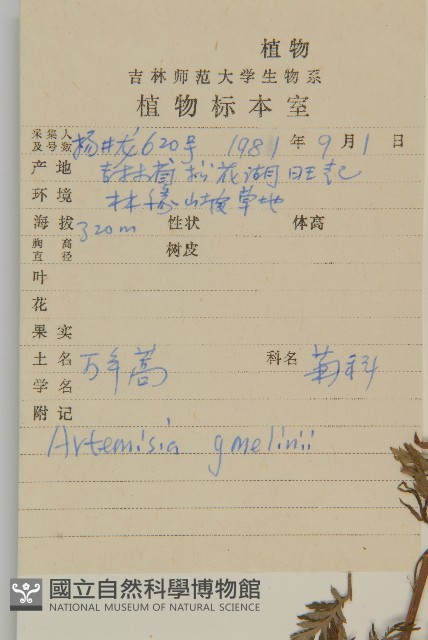 白蓮蒿藏品圖，第2張