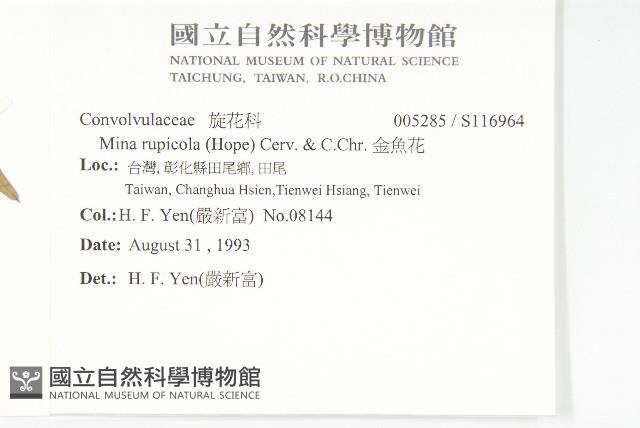 金魚花藏品圖，第2張