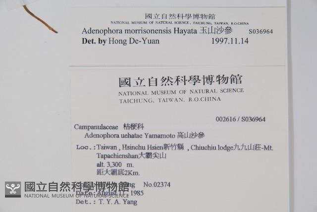 玉山沙參藏品圖，第2張