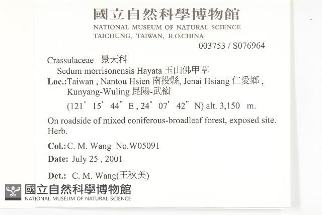 玉山佛甲草藏品圖，第2張