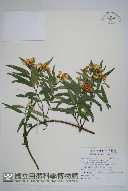 山橙藏品圖，第1張