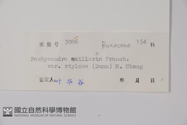 多毛板凳果藏品圖，第2張