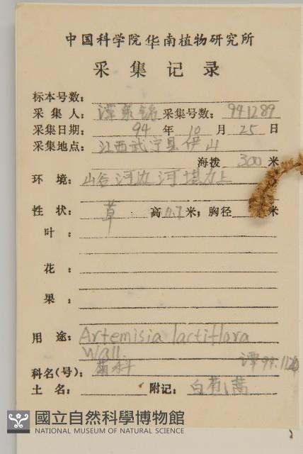 角菜、珍珠菜藏品圖，第2張