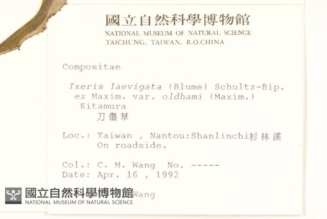 刀傷草藏品圖，第2張