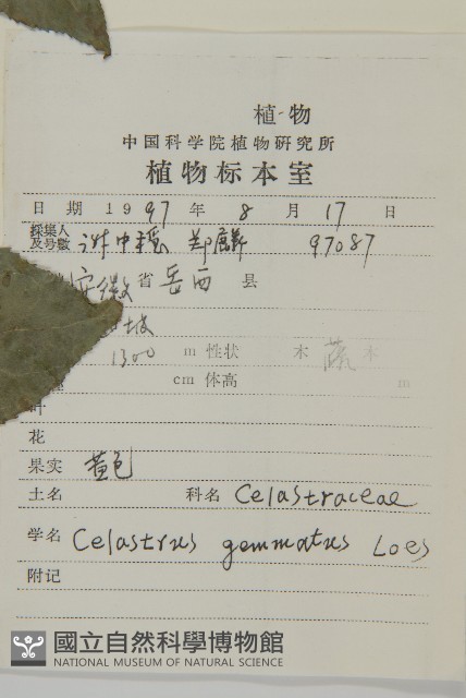 哥蘭葉藏品圖，第2張