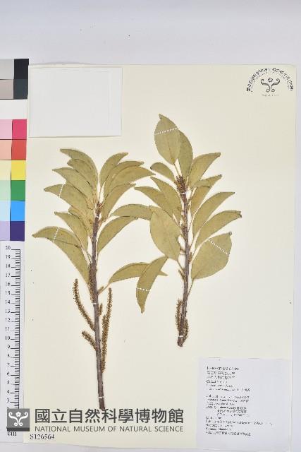 土沉香藏品圖，第1張