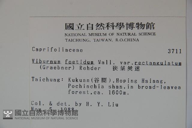 狹葉莢迷藏品圖，第2張