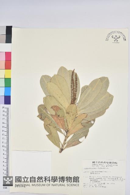 蘭嶼土沉香藏品圖，第1張