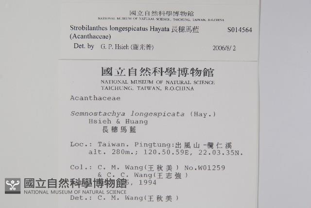 長穗馬藍藏品圖，第2張