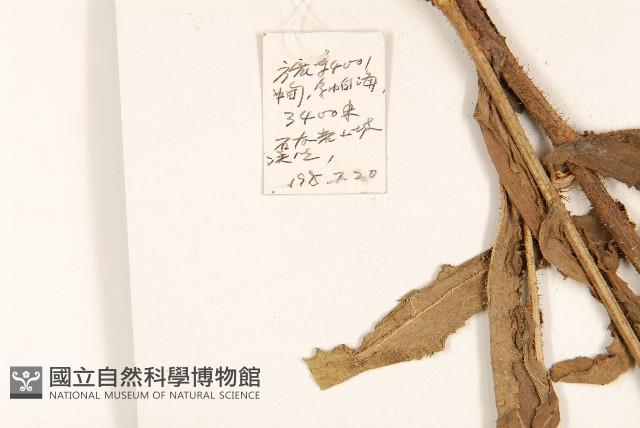 沼生苦苣菜藏品圖，第2張