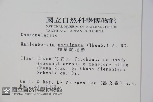 細葉蘭花參藏品圖，第2張