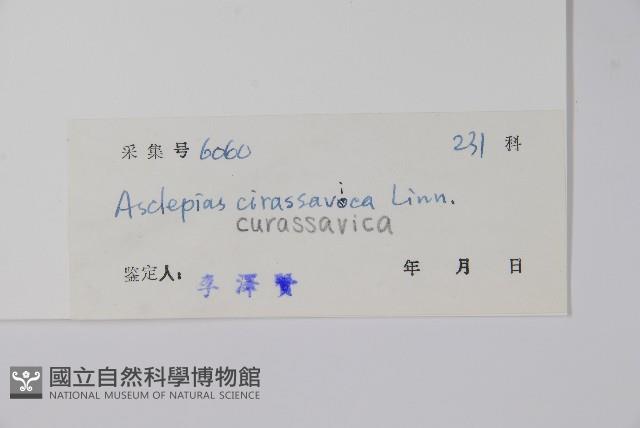 尖尾鳳、馬利筋藏品圖，第2張