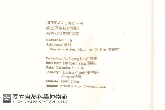 蔓黃菀藏品圖，第2張