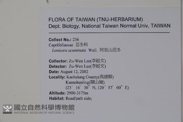 阿里山忍冬、漸尖葉忍冬藏品圖，第2張