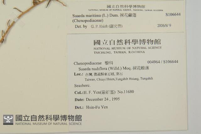 裸花鹼蓬藏品圖，第2張