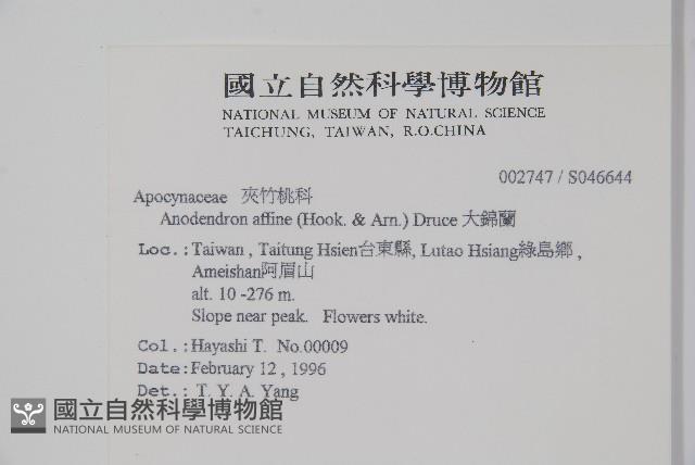 Asian cable creeper Collection Image, Figure 2, Total 2 Figures