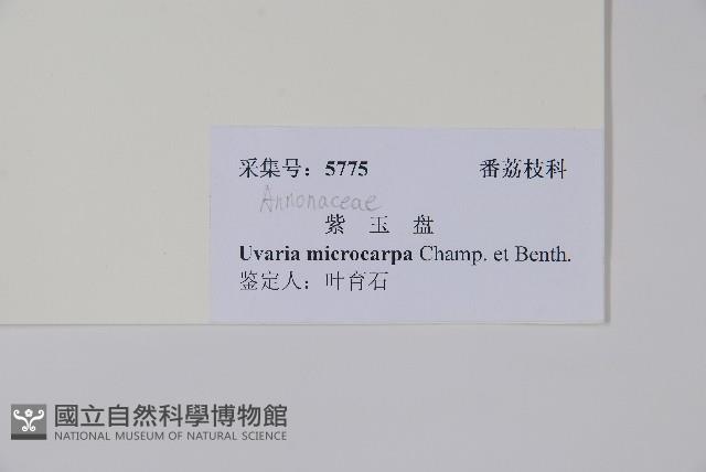 紫玉盤藏品圖，第2張