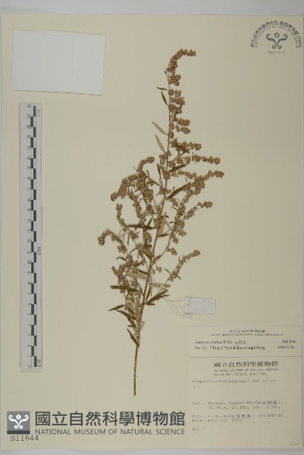 中南蒿藏品圖，第1張