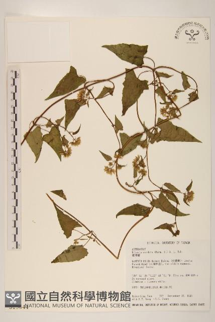 蔓澤蘭藏品圖，第1張