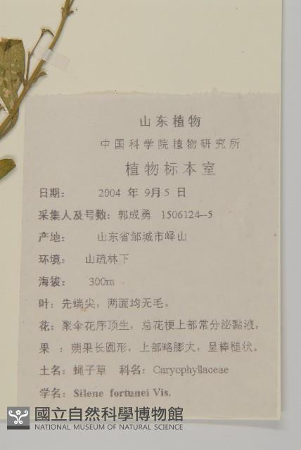 蠅子草藏品圖，第2張