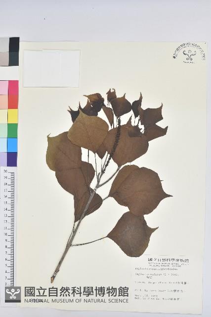 烏臼藏品圖，第1張