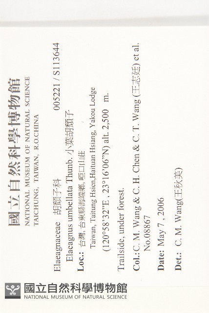 小葉胡頹子藏品圖，第2張